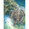 Kép 2/2 - Számozott színező készlet, színesceruzák + hegyező, 22x30cm - Tengeri teknős