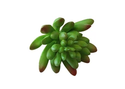 Pozsgás növények, gombák