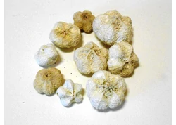 Gömbölyű és bogyós termések Gömbölyű és bogyós termések
