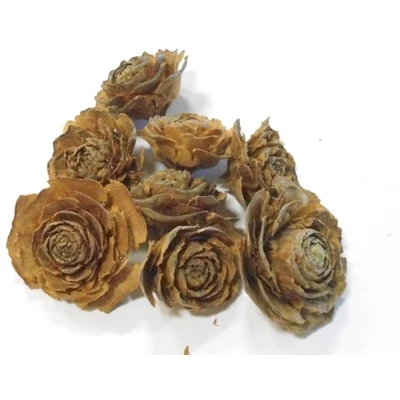 Mini tobozrózsa, barna Mini tobozrózsa, barna