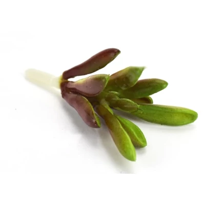 Pozsgás műnövény - E