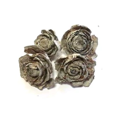 Toboz rózsa barna hamvas Toboz rózsa barna hamvas