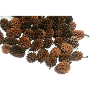 Casurina termés barna