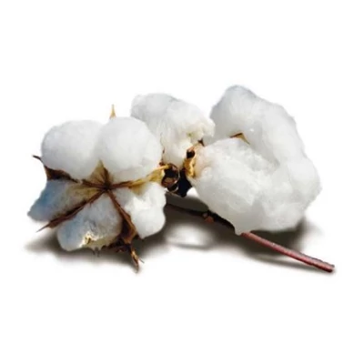 Gyapotvirág fehér Gyapotvirág fehér