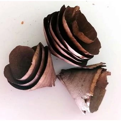 Háncsvirág termés barna