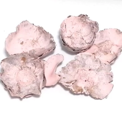 Kókusz virág termés,  rózsaszín