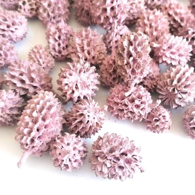 Casurina termés rózsaszín