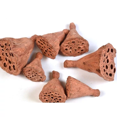 Lótusz termés kicsi, narancssárga