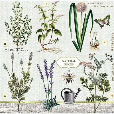 Szalvéta - Gyógynövénykert