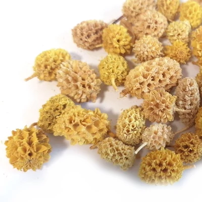 Casurina termés napsárga