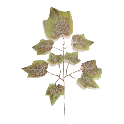 Leveles ág, juhar VI. Leveles ág, juhar VI.