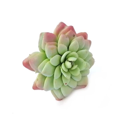 Pozsgás műnövény, lapos kövirózsa hamvas zöld