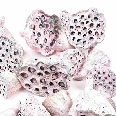 Lótusz termés kicsi, rózsaszín