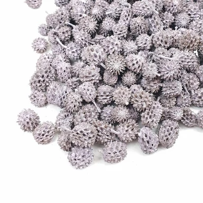 Casurina termés, halvány kékeslila