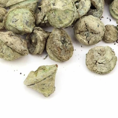 Eukaliptusz termés - hamvas zöld