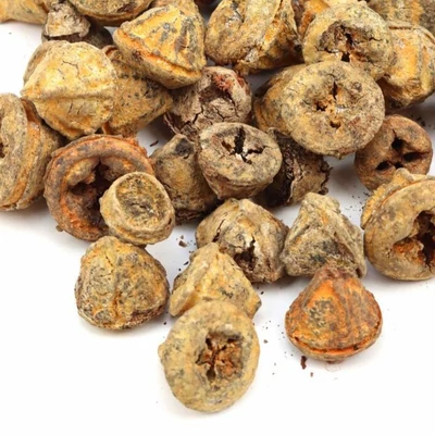 Eukaliptusz termés - rozsdabarna