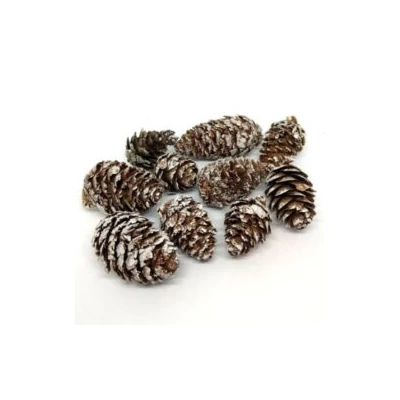 Mini vörösfenyő toboz, barna havas