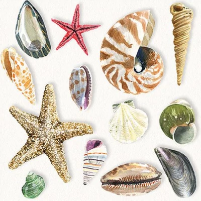 Szalvéta - Tengeri kagylók