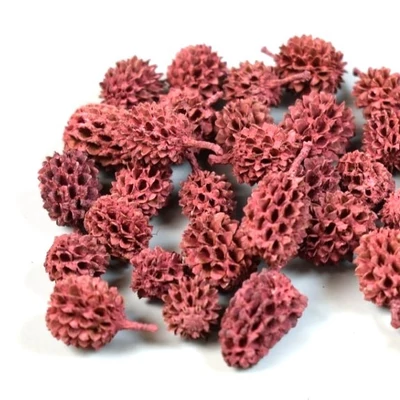 Casurina termés bordó