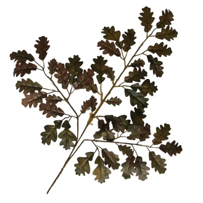 Leveles tölgy ág III. Leveles tölgy ág III.