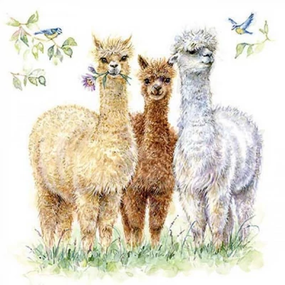 Szalvéta - Alpaka barátok