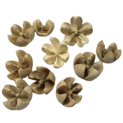 Tulipán termés, natúr