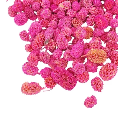 Casurina termés pink