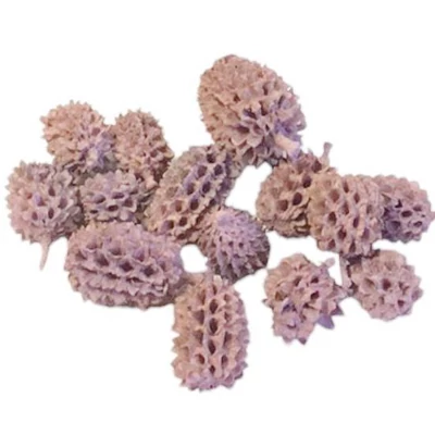 Casurina termés mályva