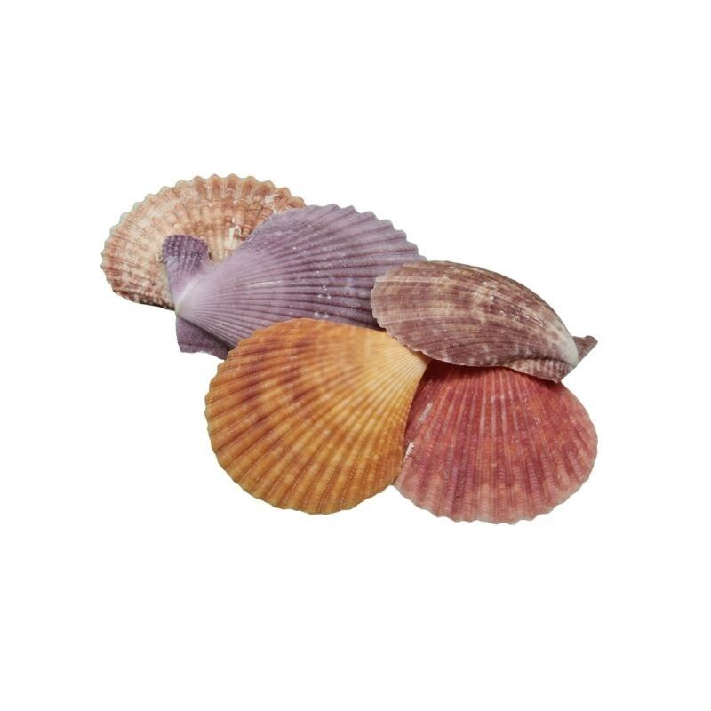 Színes shell kagyló, különböző méretben 5db/csomag
