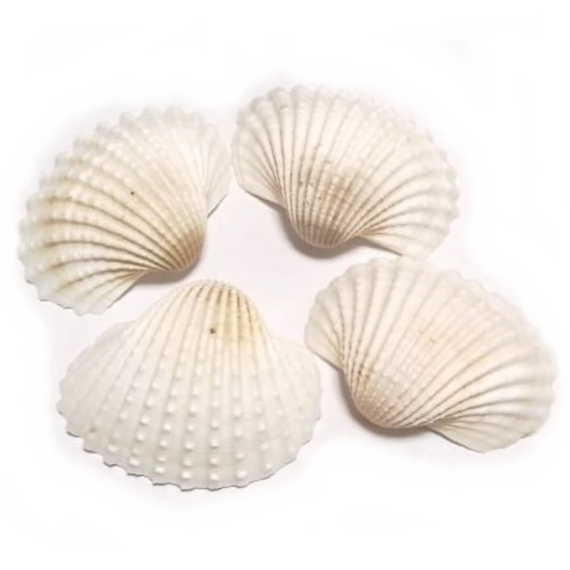 Tengeri kagyló "Szívkagyló" 5-7cm, fehér-natúr