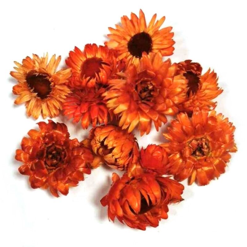 Szalma virág - Narancs