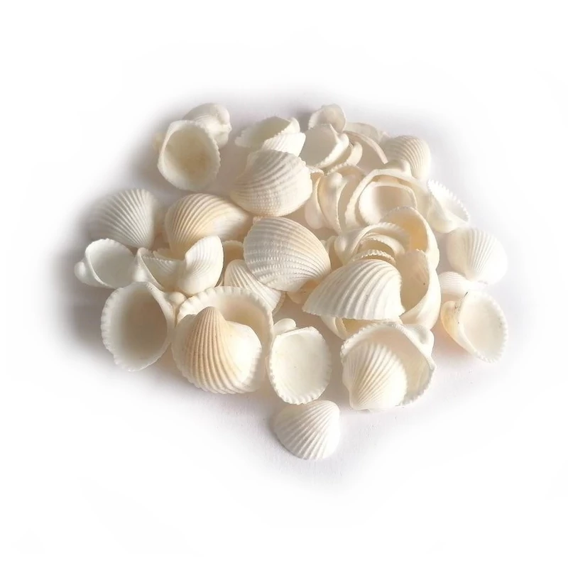 Kagyló, kicsi szívkagyló, fehér 50gr