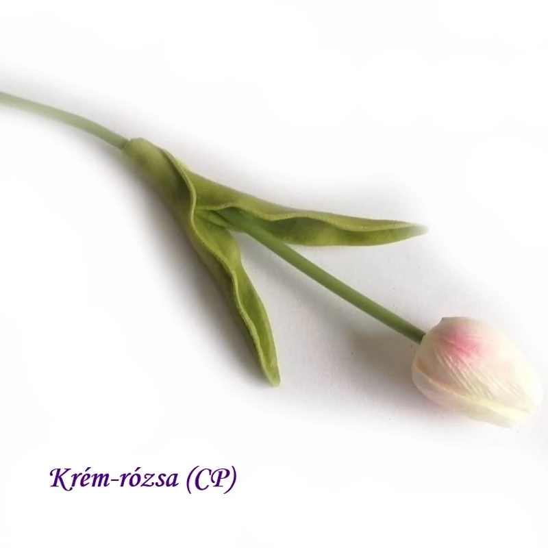 Krém-rózsa 