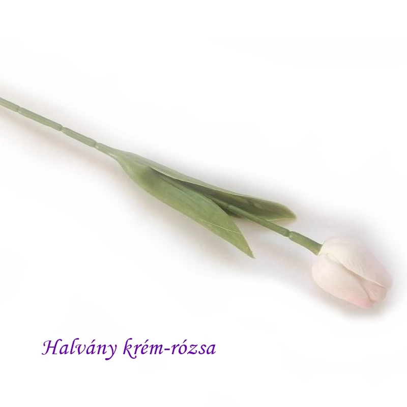 Halvány krém-rózsa