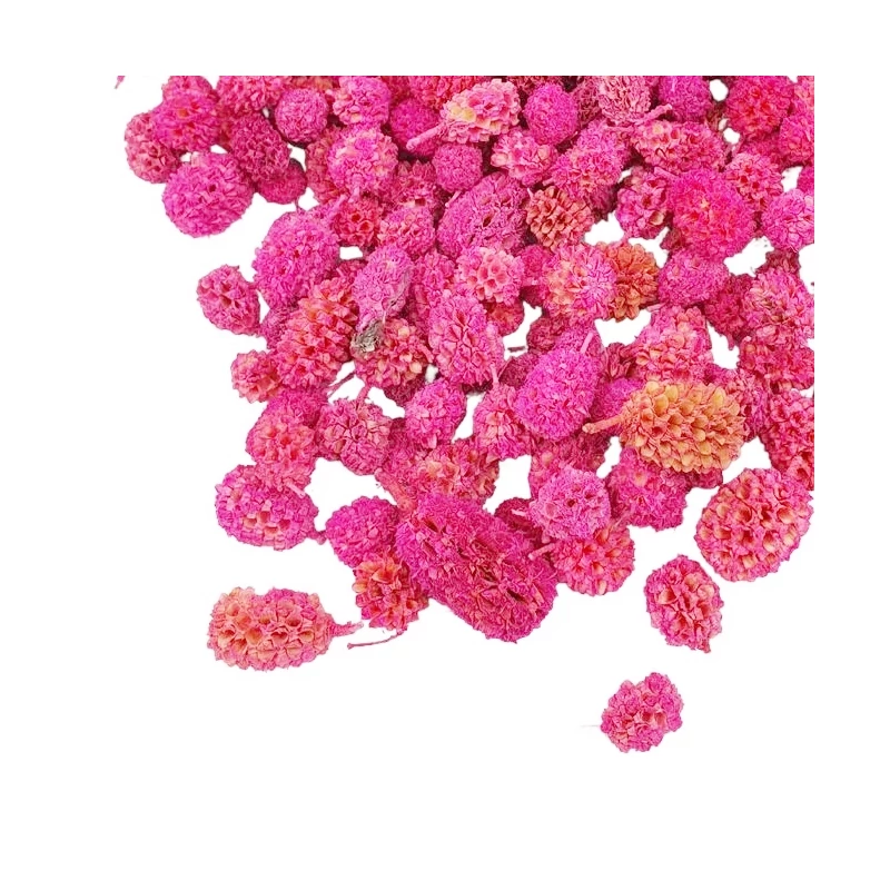 Casurina termés pink