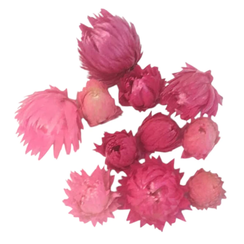 Szalma virág - Rózsa-pink