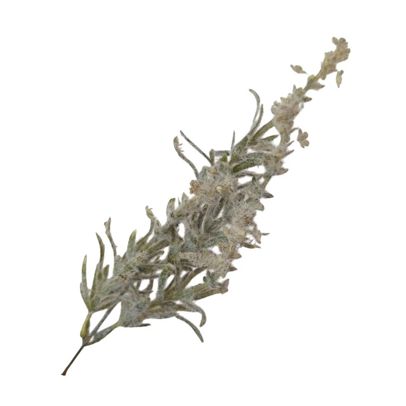 "Zúzmarás" leveles ágacska