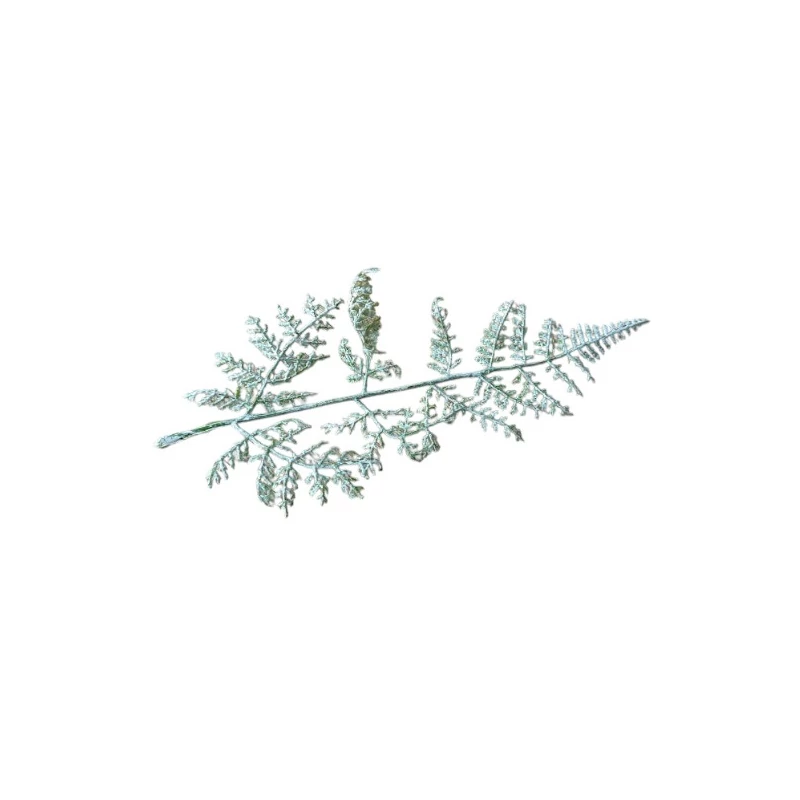 Páfrány ágacska - hamvas zöld