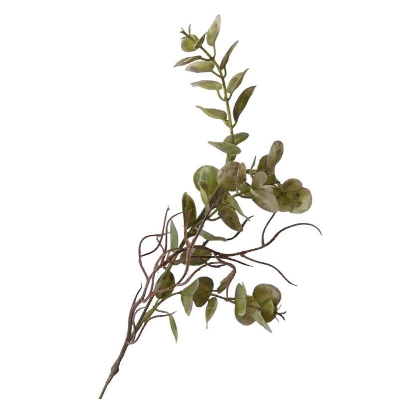 Indás eukaliptusz ágacska, hamvas zöld